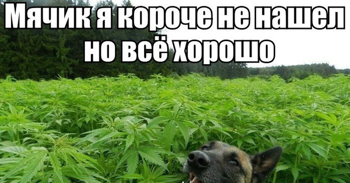 Собака в конопле картинки сколько эффект марихуана