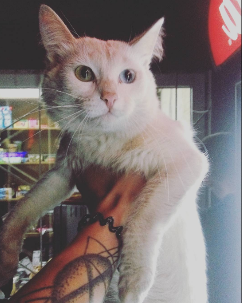 &quot;Heterochromia&quot;.