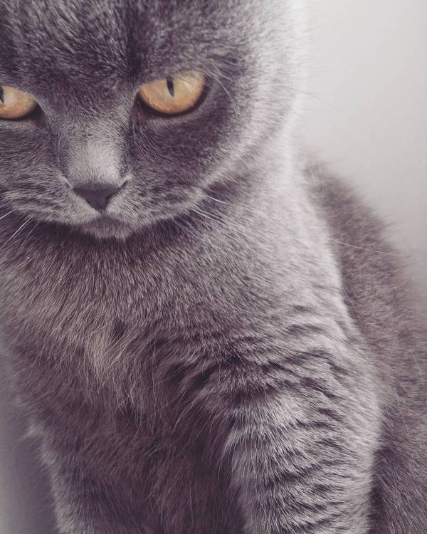        ( ) - Part 1 ,  ,  , Scottish Fold, 