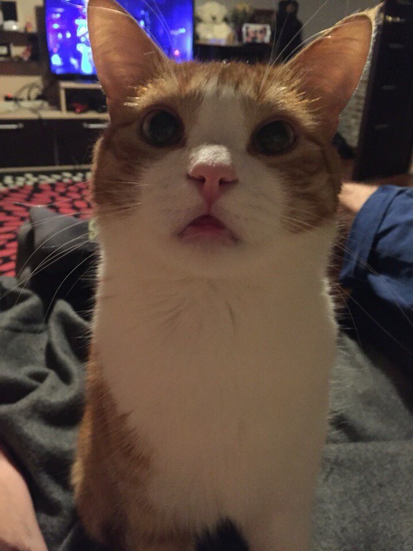 ��������� ���