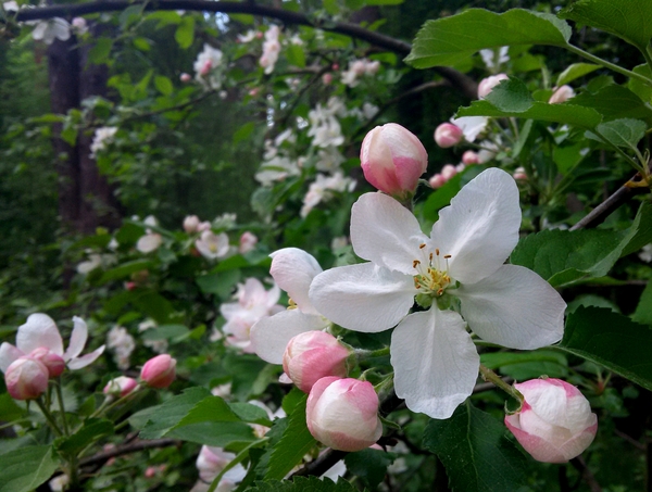 Цветущая яблоня