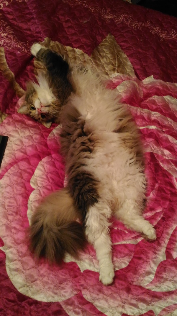 Кот сломался 2. Меня зовут Швепс