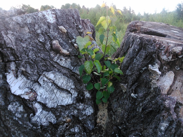 ������� �����