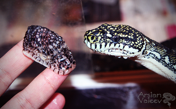 ��� ����