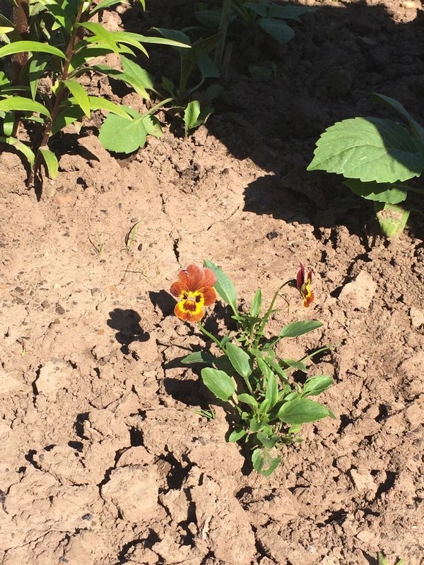 ���� ������