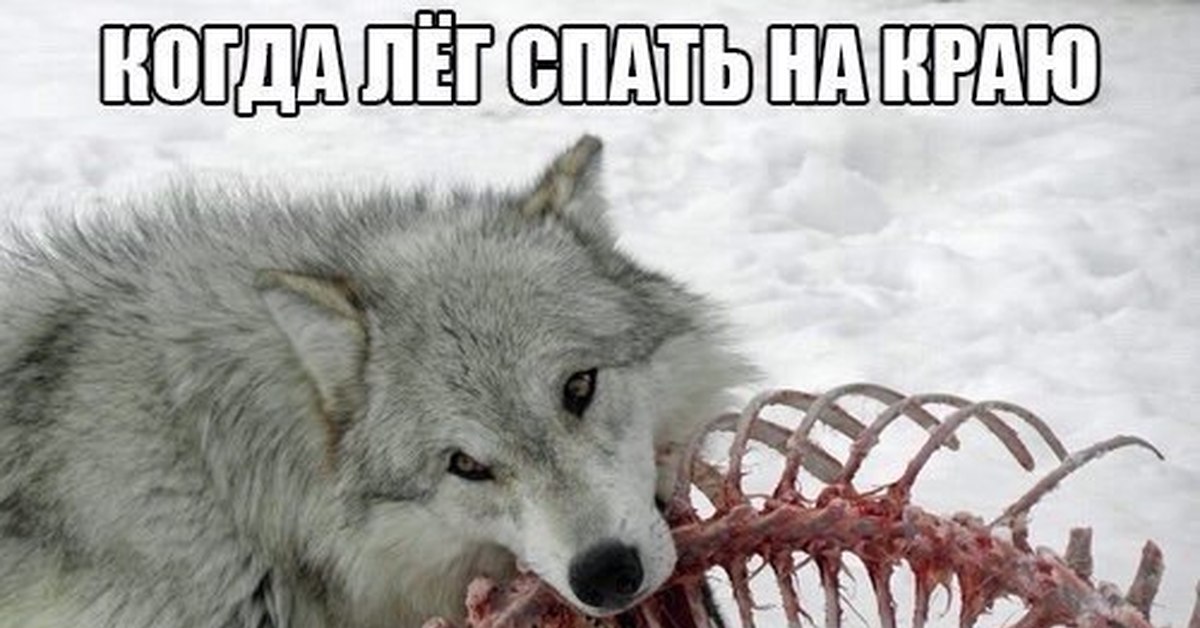 Я знаю точно ты сегодня не придешь. Волк Мем. Мемы с волками. Мемы про Волков. Смешной волк.