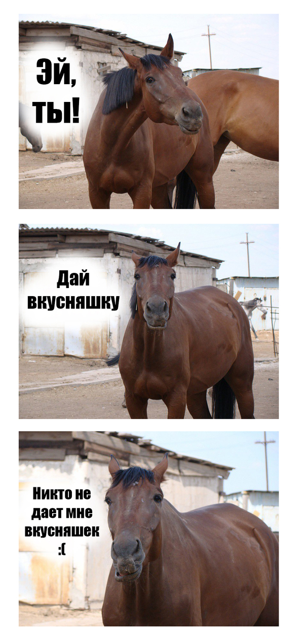 Яркая лошадиная мимика