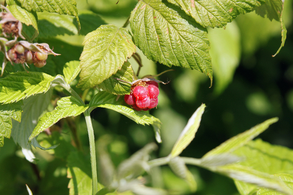 Сладкого настроения