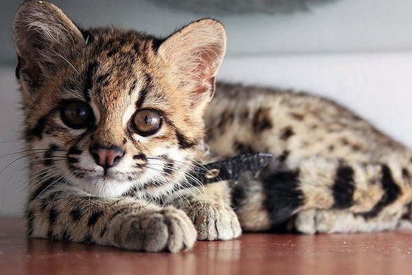 Хитрый маргай