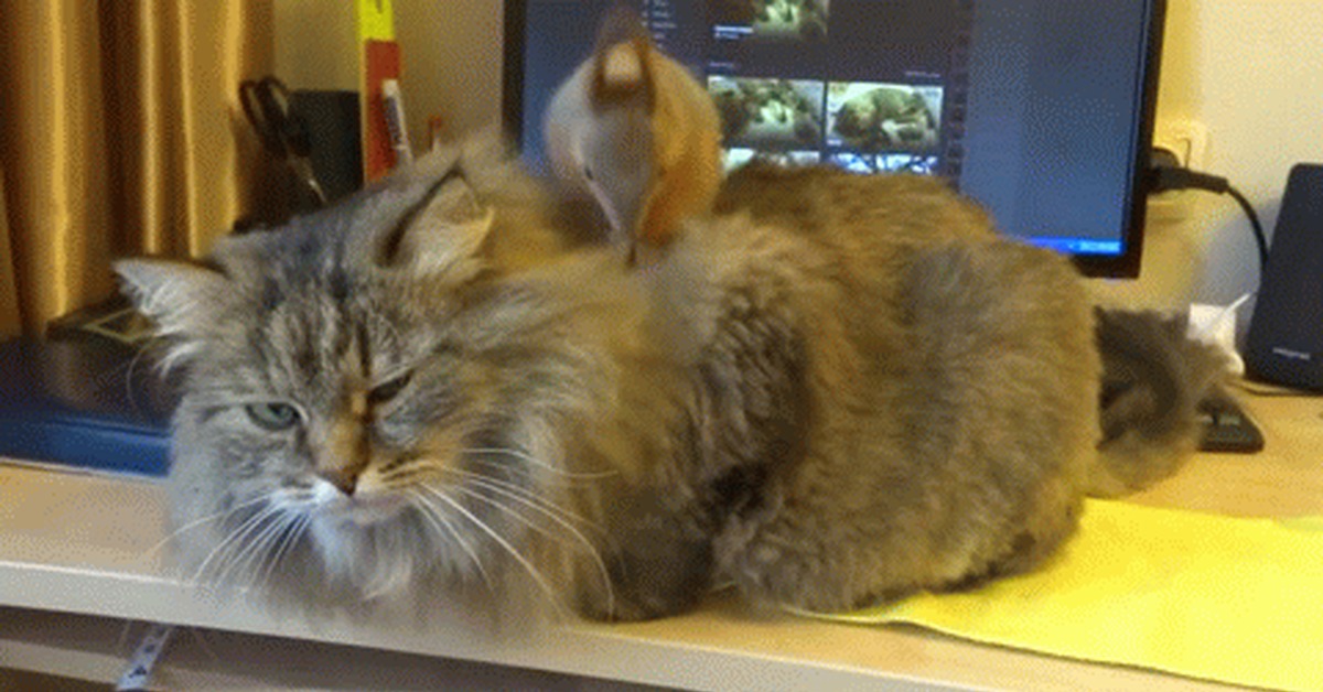 которое гифка про кота и белку церковь