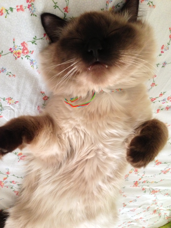 ������ ����