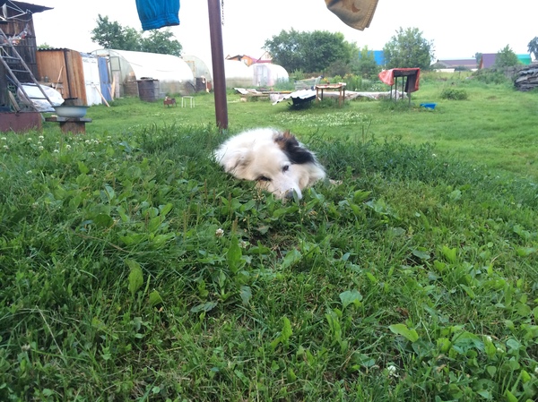 Professor Dowell's Head - My, Dog, Heat, July, Pit, Grass, Village, Cur