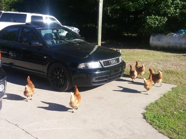 Цыпочкам понравилась Audi