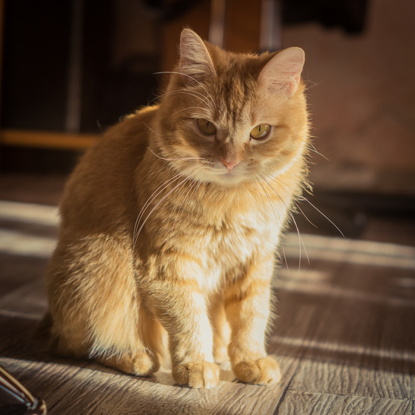 Вот и моя котейка появилась на Пикабу)