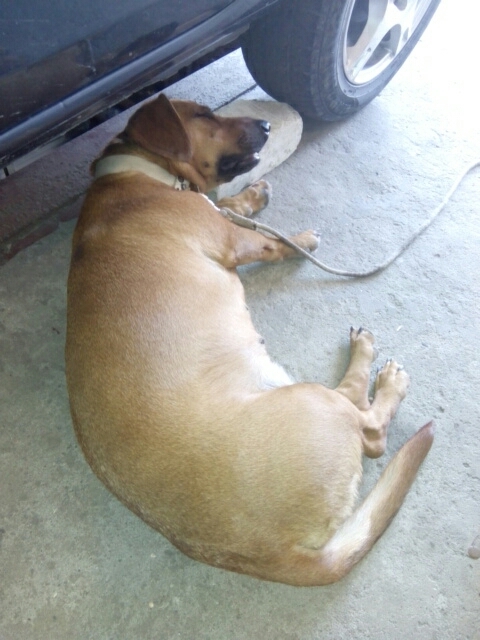 Favorite pillow - brick - Dog, Dachshund, Dream