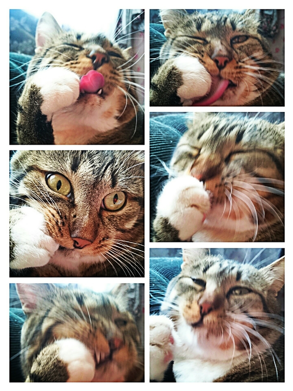 Кошачьей грации пост