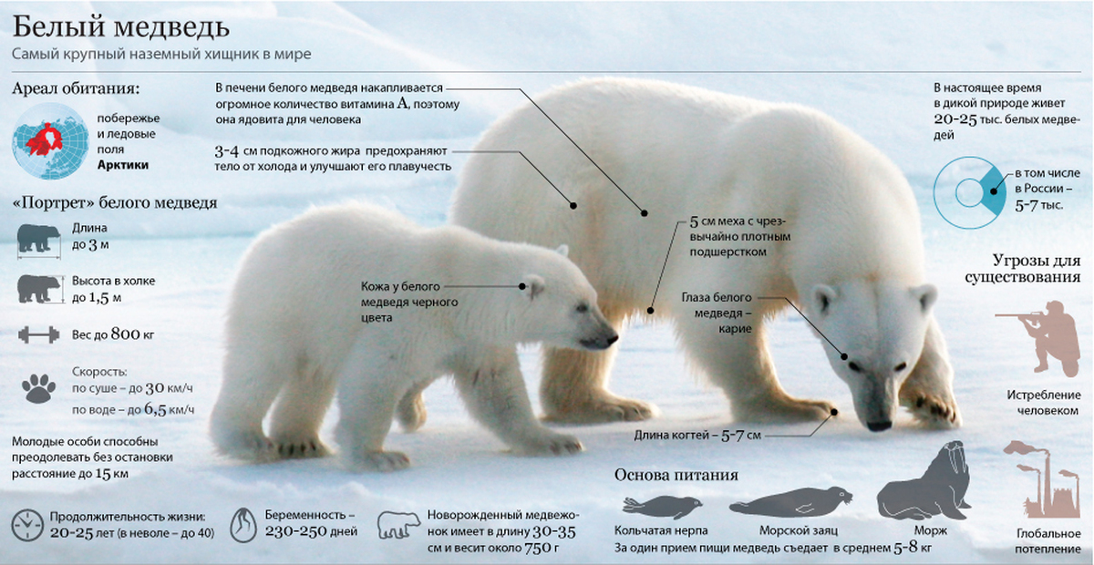 На территории какого государства обитает белый медведь. Жизненный цикл белого медведя. Ареал обитания белого медведя Арктика. Медведь масса тела белого медведя. Белый медведь инфографика.
