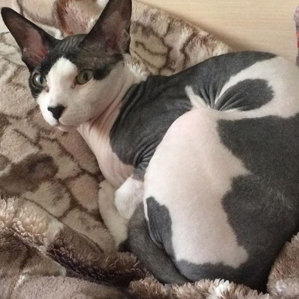 Новосибирск, помогите!