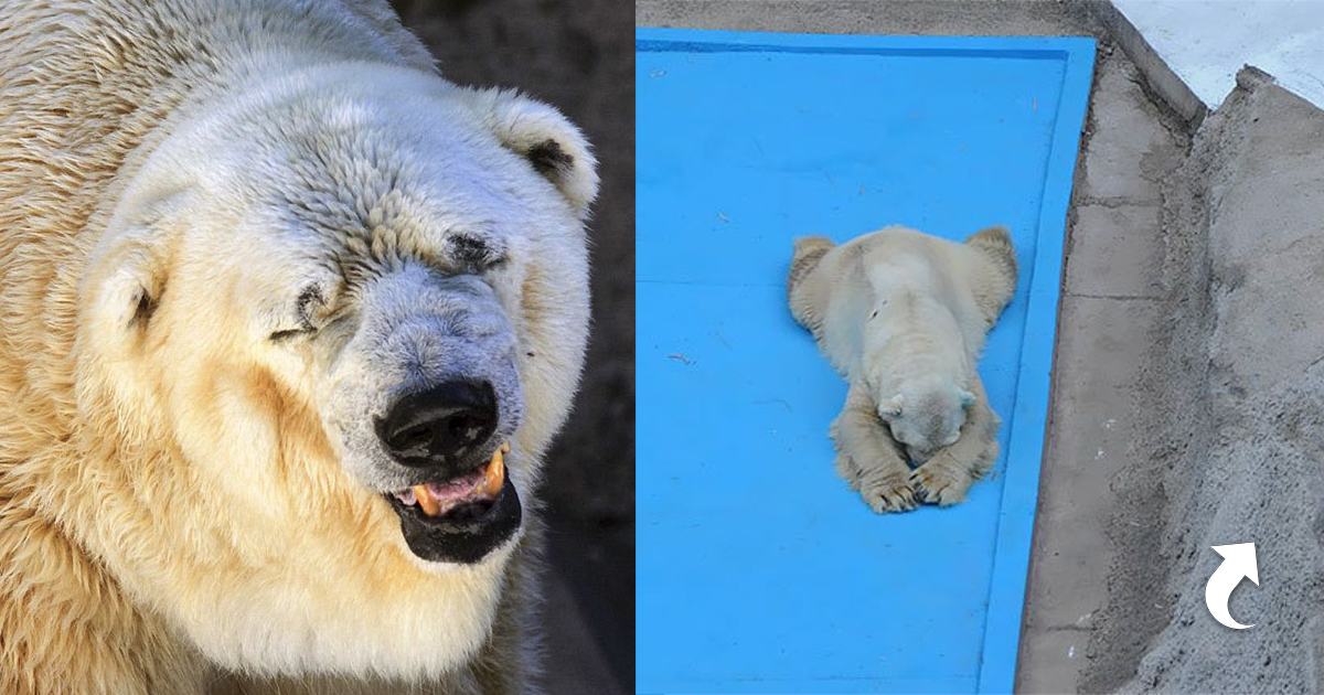 Почему медведи умирают. У белого медведя черная кожа. Белый медведь синий язык.