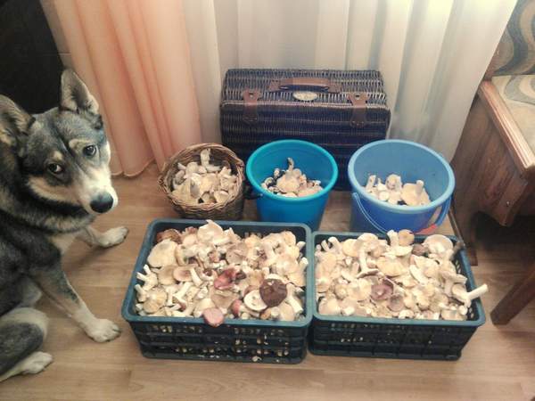 Шож я нэ Ёж ))