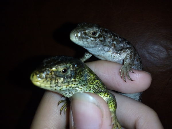 Сладкая парочка