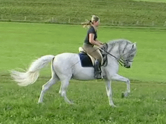 Horse gaits, correct rise - Horses, Gait, Lynx, Gallop, Steps, Amble, Horseback riding, Horseback Riding, GIF, Longpost