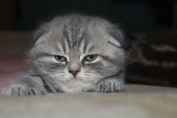 Оно меня не любит . . .