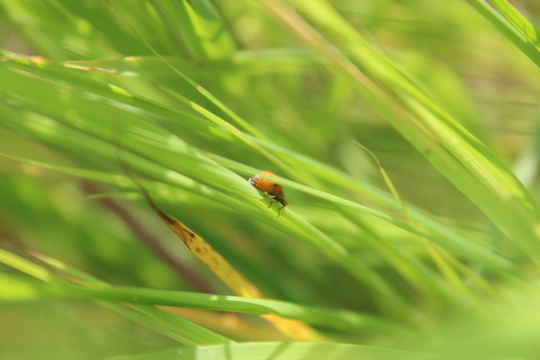 Микромир. Люблю фотографировать разных букашек.