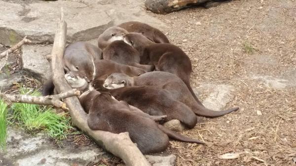 Выдроподушки