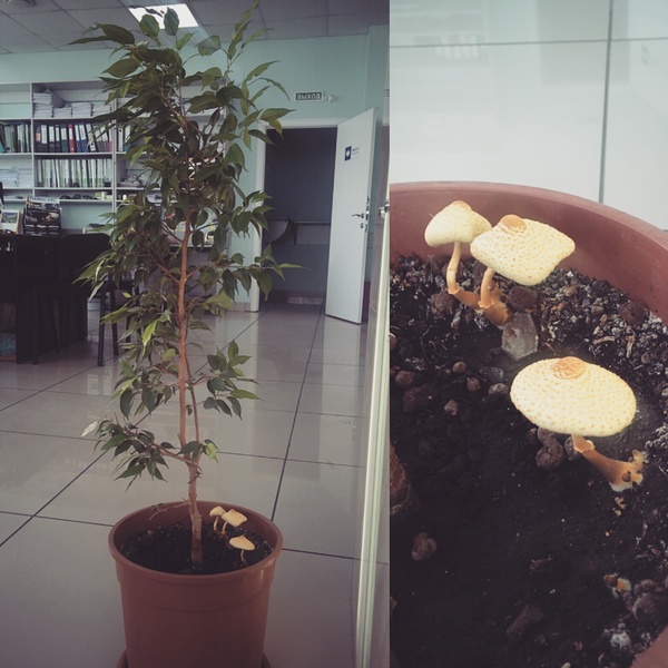 � �������� ��������� ��������� ����, ��� � ������� ��������� ������� ������ ����� �����.