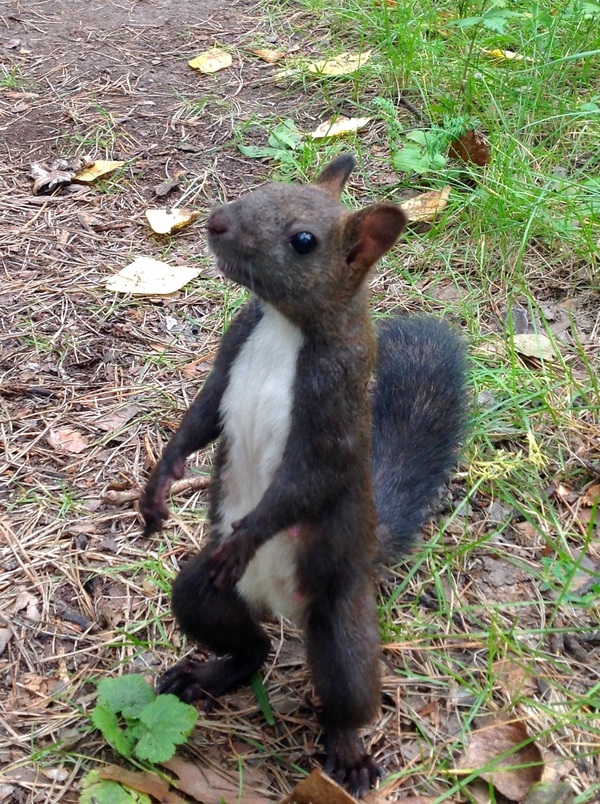 ������� �����