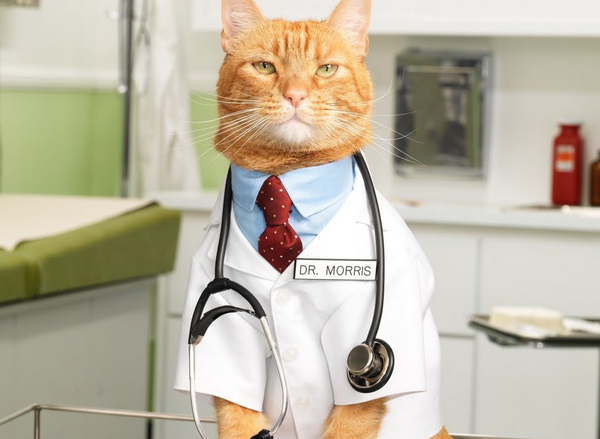 Dr. Cat Morris
