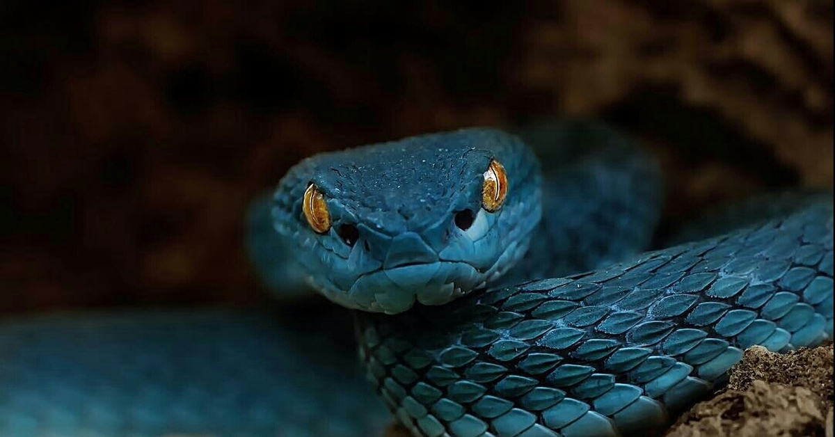 Синяя змейка. Куфия змея. Белогубая куфия. Синяя куфия змея. Голубая комодская куфия.