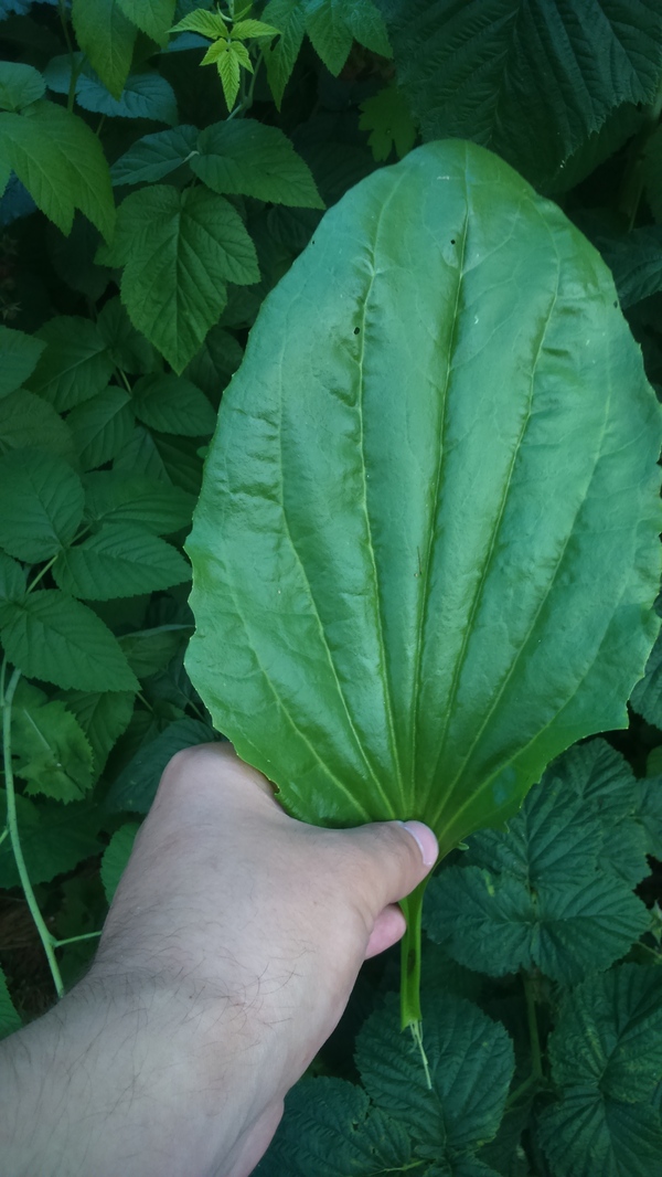 Это подорожник. Им лечат переломы.