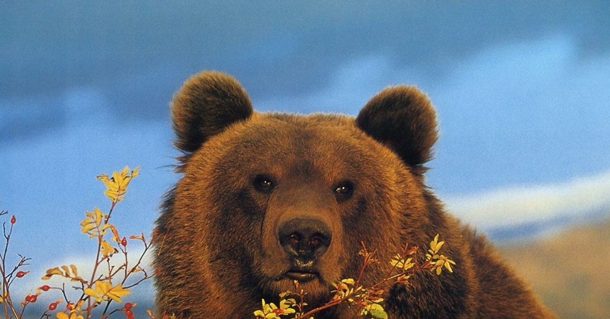 Гризли Grizzly, Гризли, медведь.. Сибирский бурый медведь. Гризли североамериканский бурый медведь. Символ России животное. Медведь понравилось