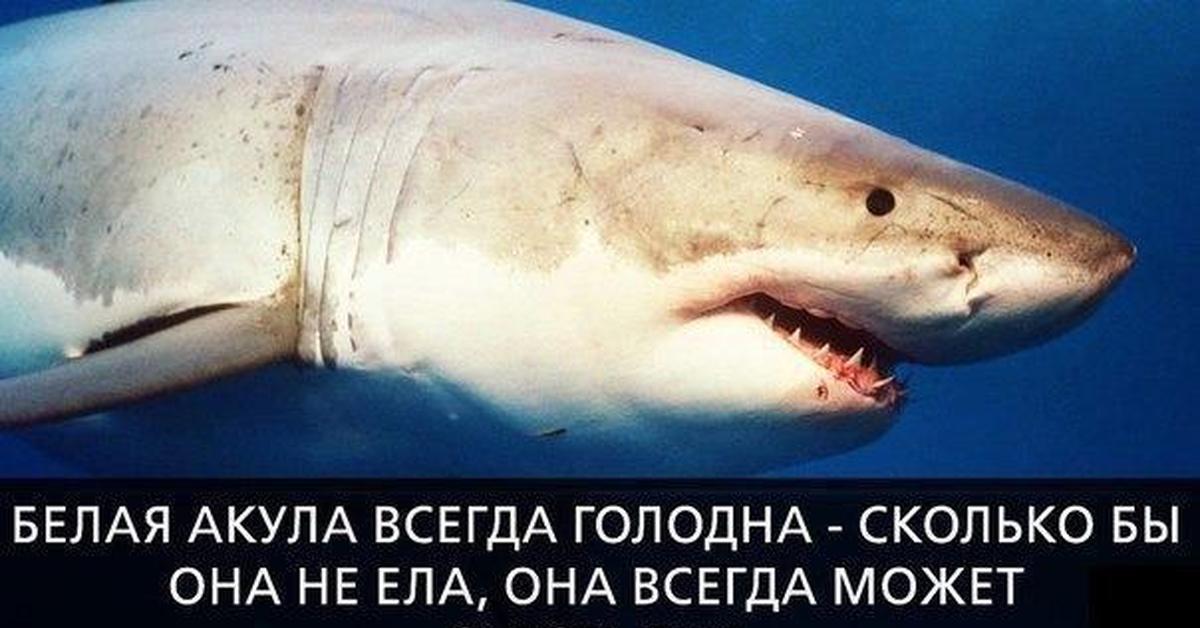 Почему акулы постоянно. Белая акула. Афоризмы про акул. Цитаты про акул.