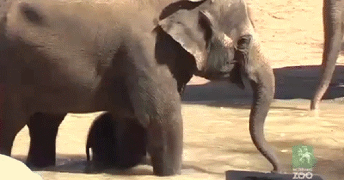 Elephant Sex Gif