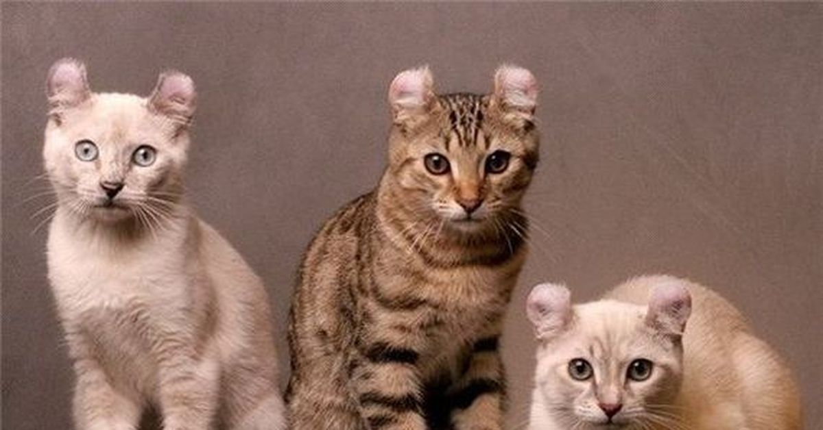 Американские Породы Кошек С Фотографиями