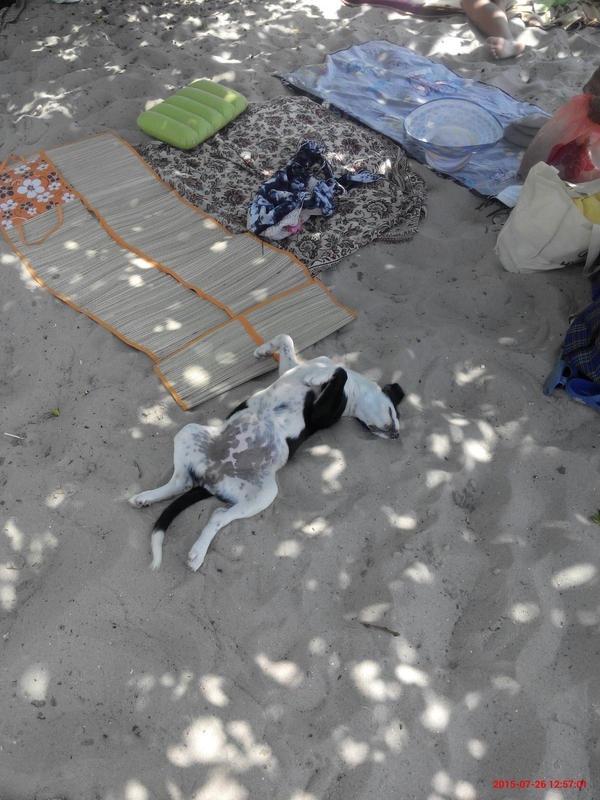 Я на солнышке лежу... Очаков, Лето, Пляж, Отдых, Собака, Животные