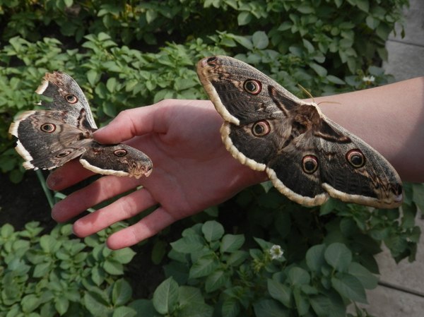 ��� � ������� ����������