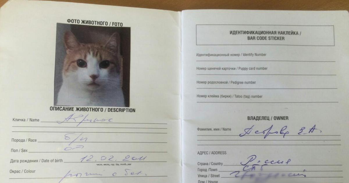 Фото в ветпаспорт для кошки