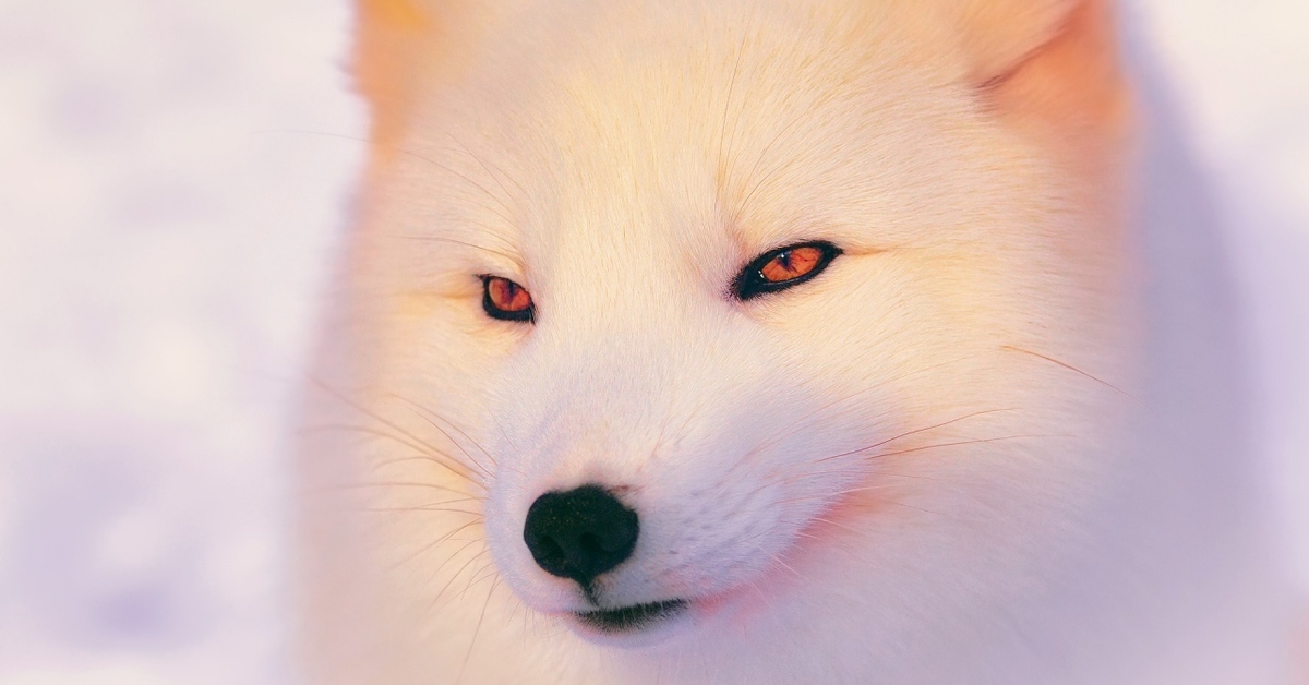 White fox