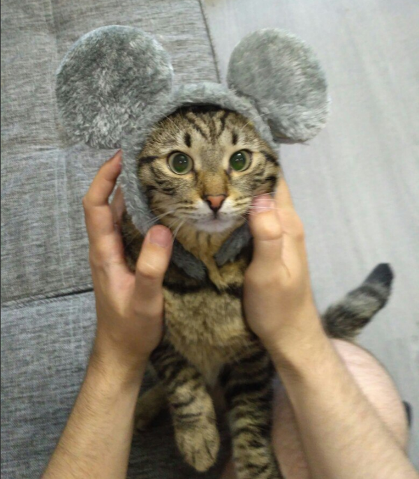 И тут я понял: хозяин моего кота - идиот