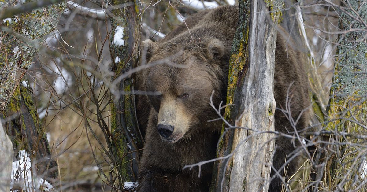 Жизнь про медведя. Бурый медведь в спячке. Бурый медведь в берлоге. Медведь в лесу. Камчатка медведи.