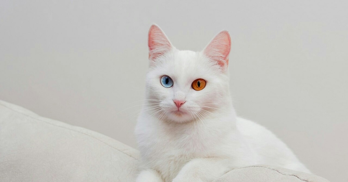Как называется белая порода кошек. Као мани. Khao Manee котята. Као мани порода кошек. Порода као-мани белая.