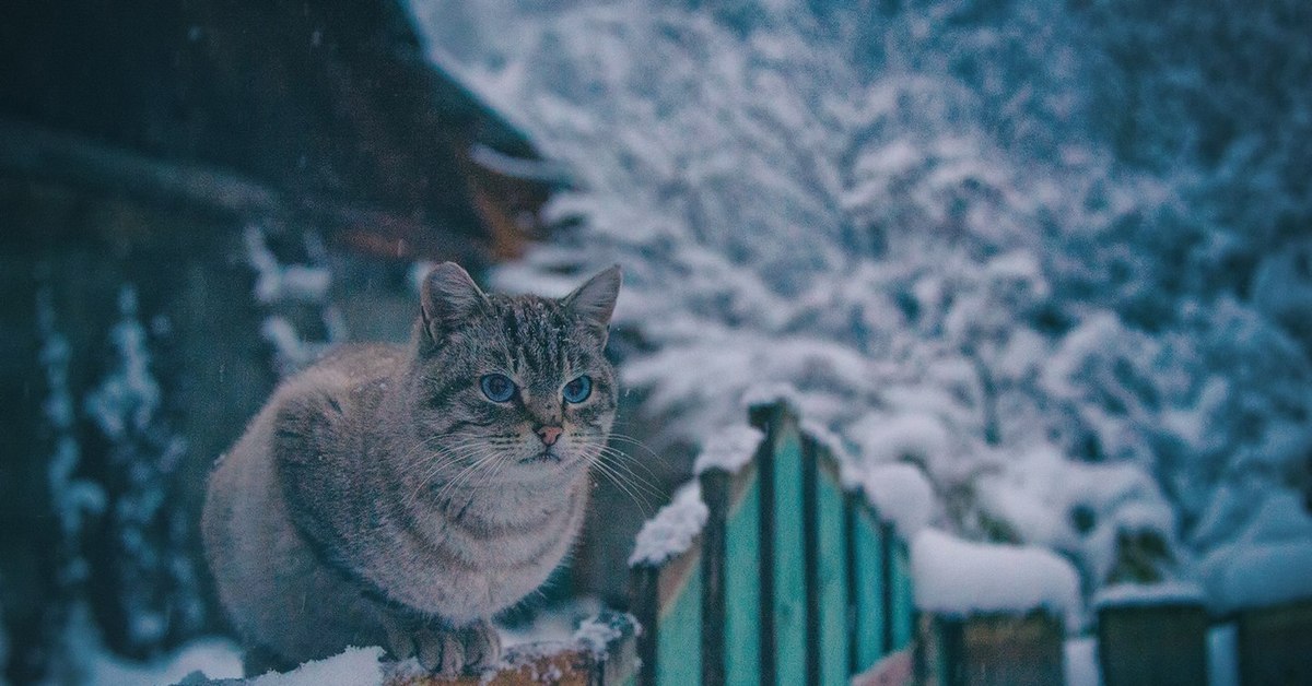 Кот зимой фото. Кот в снегу. Кот на снегу вечер. Заснеженный кот на заборе. Кот на заборе в снегу.