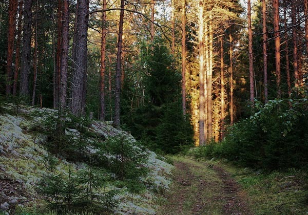 Зловещий лес картинки