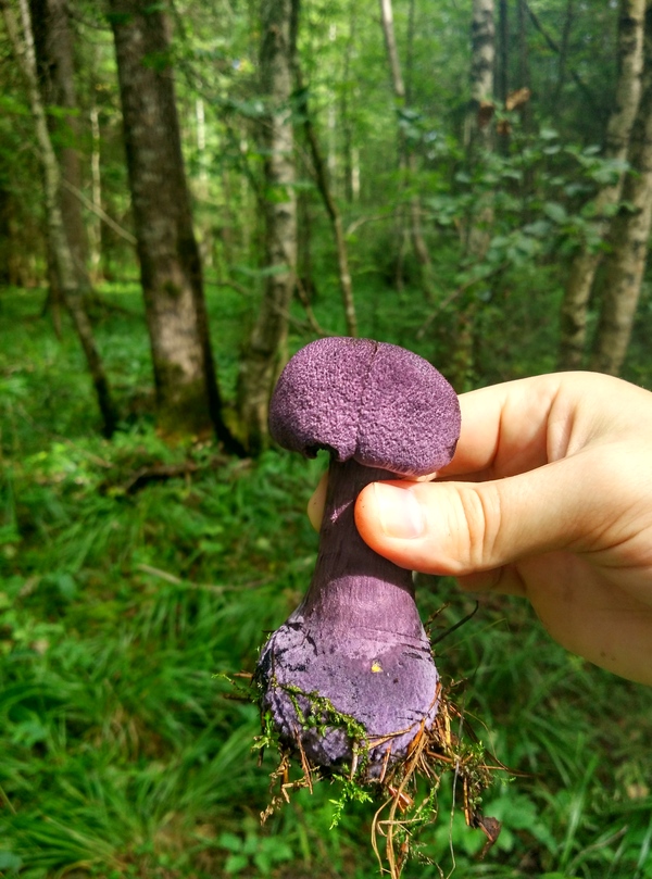 �������� ����.