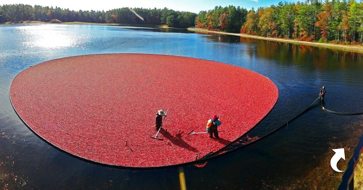 Необыкновенное зрелище. Канадская Озерная клюква. Сбор клюквы в Канаде. Клюквенное озеро. Красное (озеро, бассейн Преголи).