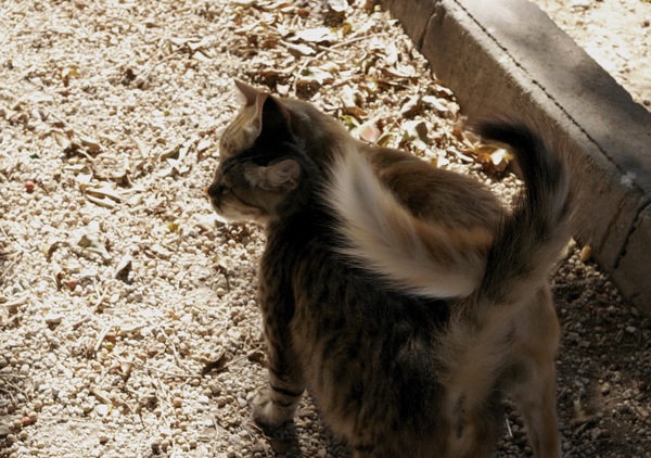 ������� ��������